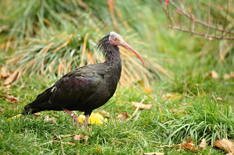 Ibis skalní, foto (c) Rostislav Stach